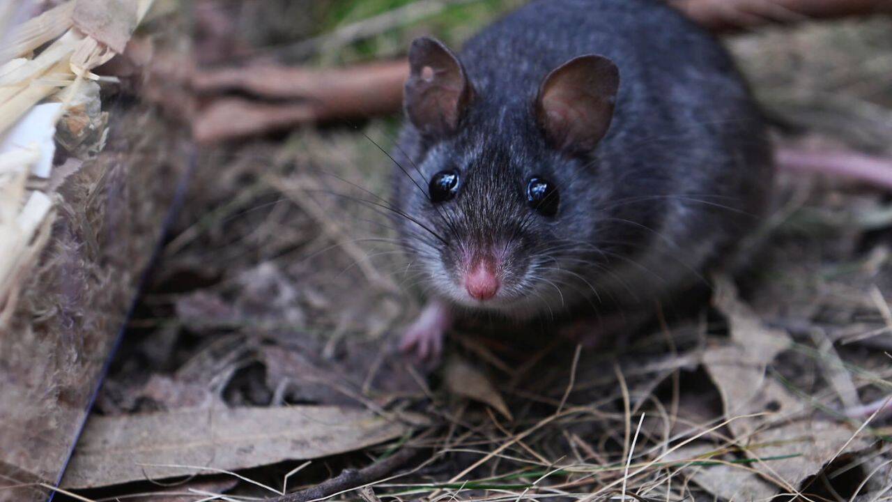 Australia restores critically endangered smoky mice to forest habitat