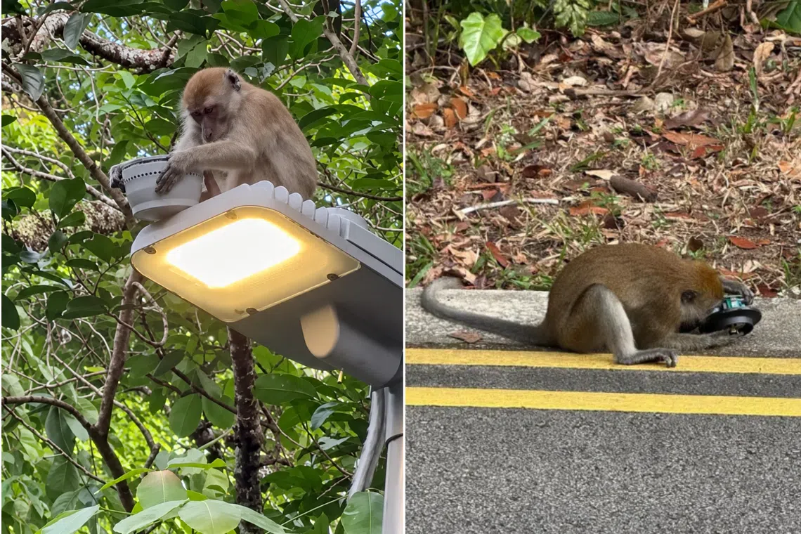 Macaques damage street infrastructure on Upper Thomson Road