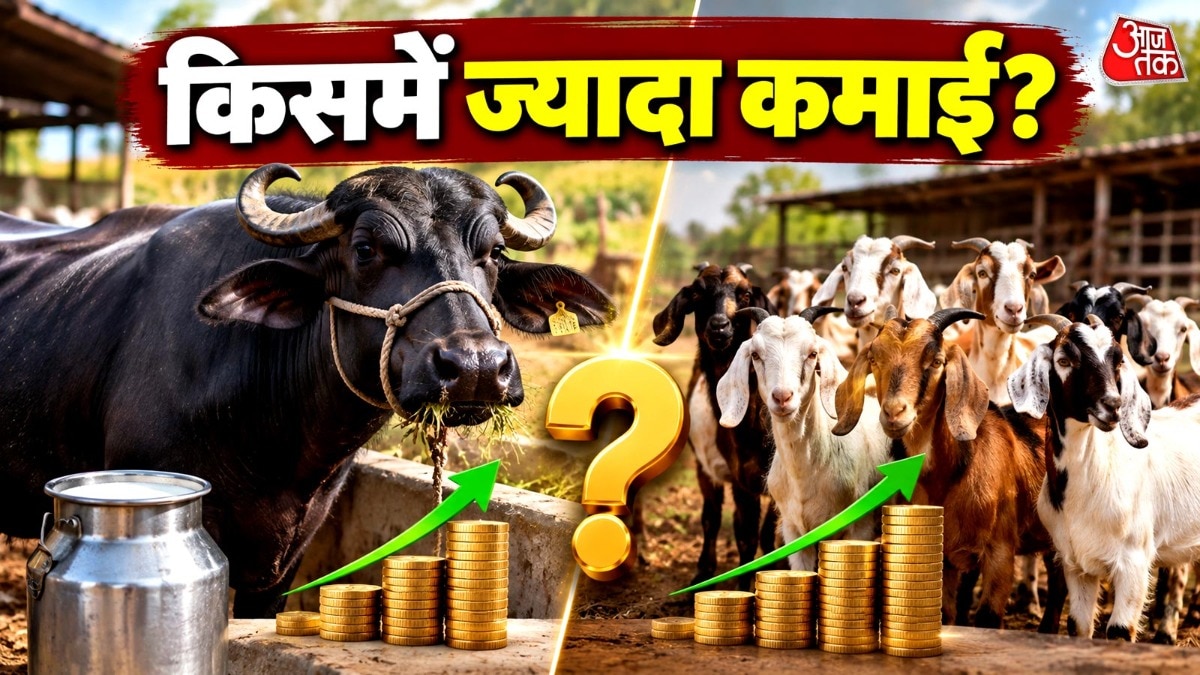 Buffalo or goats: which livestock venture offers better returns for Indian farmers?