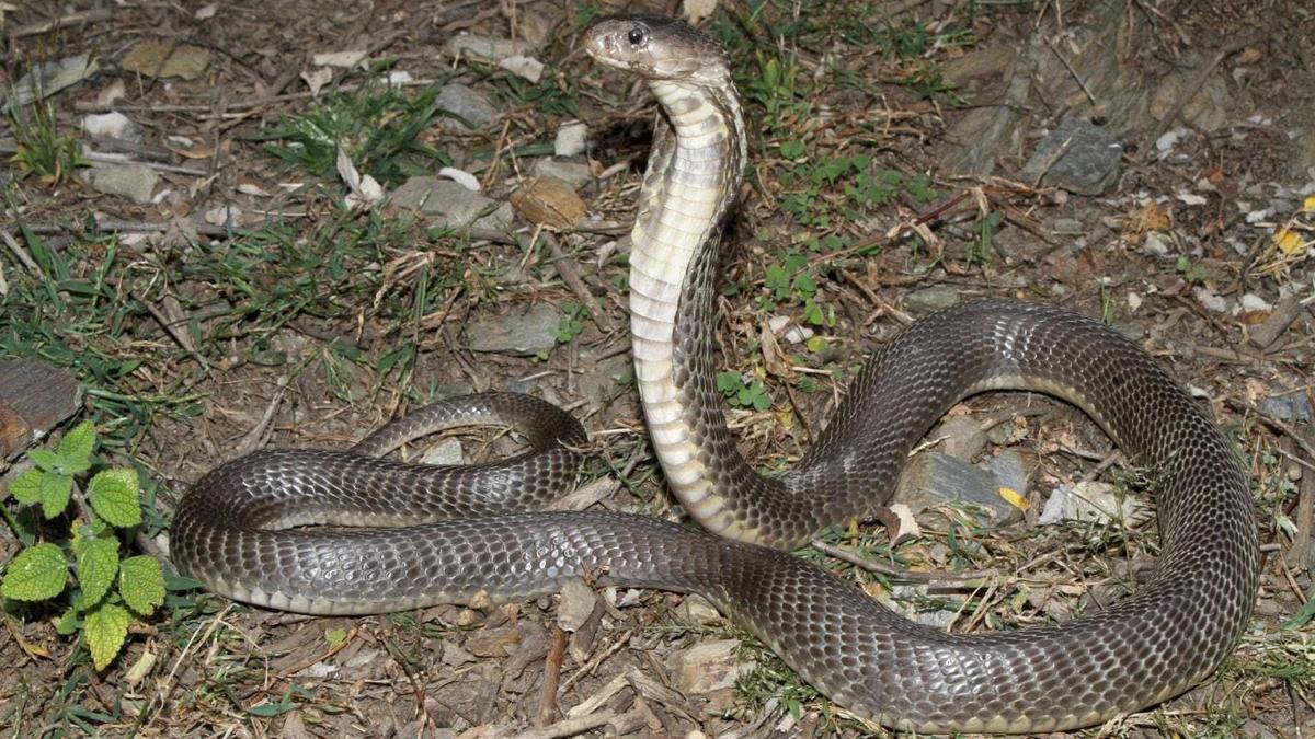 First confirmed human deaths from Caspian cobra recorded in India