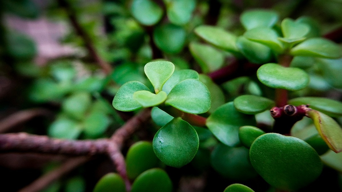 Jade plant placement key to attracting wealth, Vastu experts say