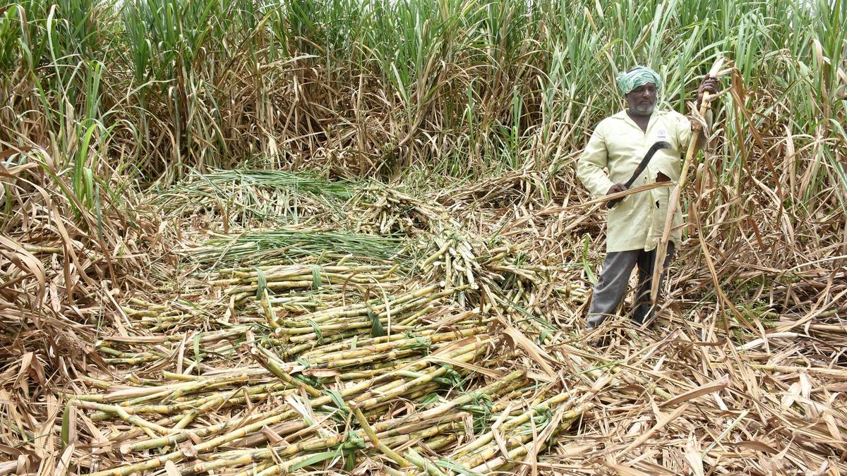 Sugarcane growers push for jaggery units to enter ethanol production
