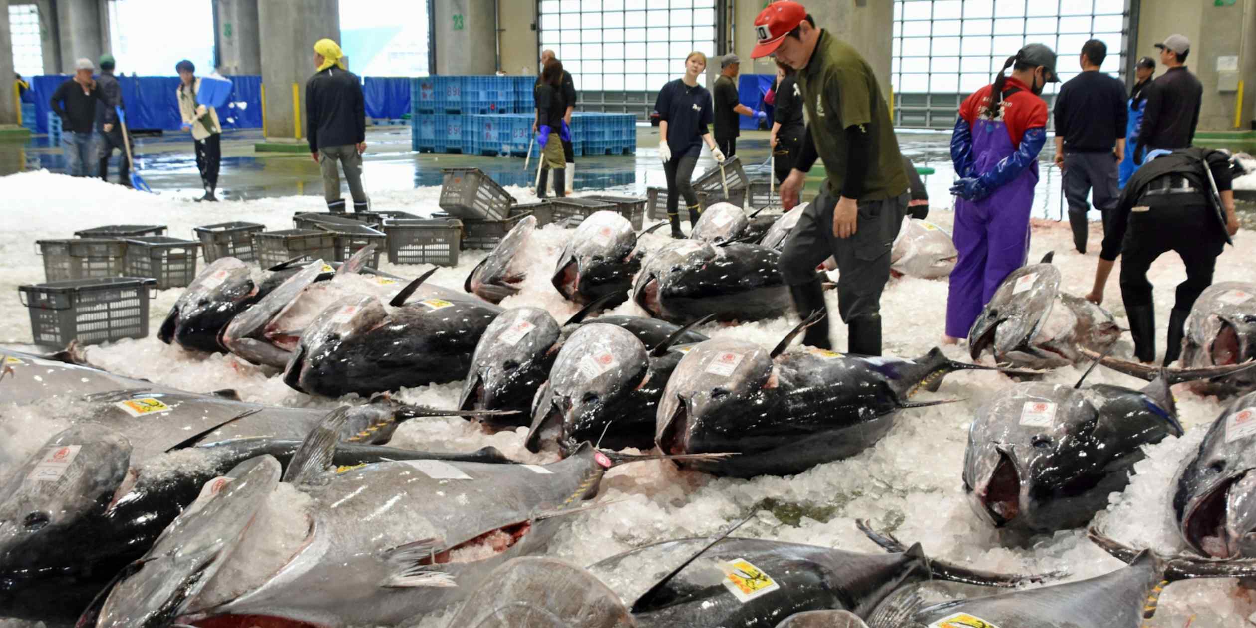 Bluefin Tuna Fishing Quota Raised as Stocks Show Signs of Recovery