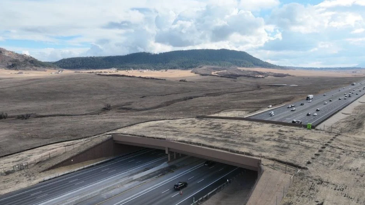 Wildlife Crossings Cut US Highway Collisions by Up to 91 Percent