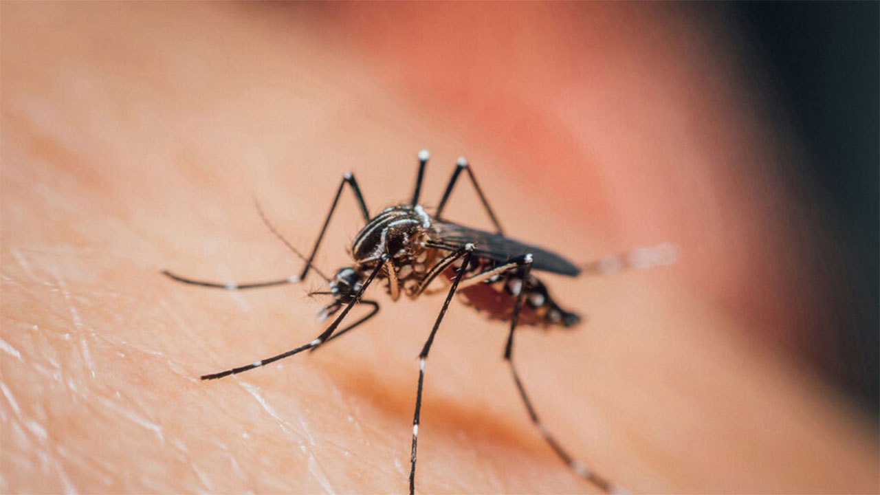 Sri Lanka Dengue Cases Surge Past 10,000 in August Spike