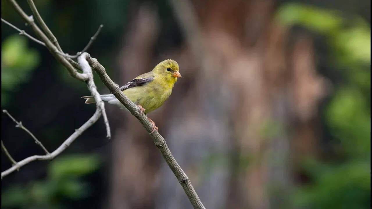 US farmers pioneer wildlife corridor spanning 2,500 acres