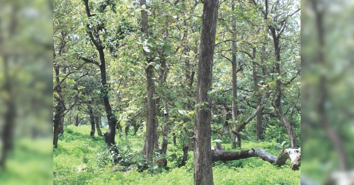 Industry pushes for expanded compensatory afforestation on degraded forests