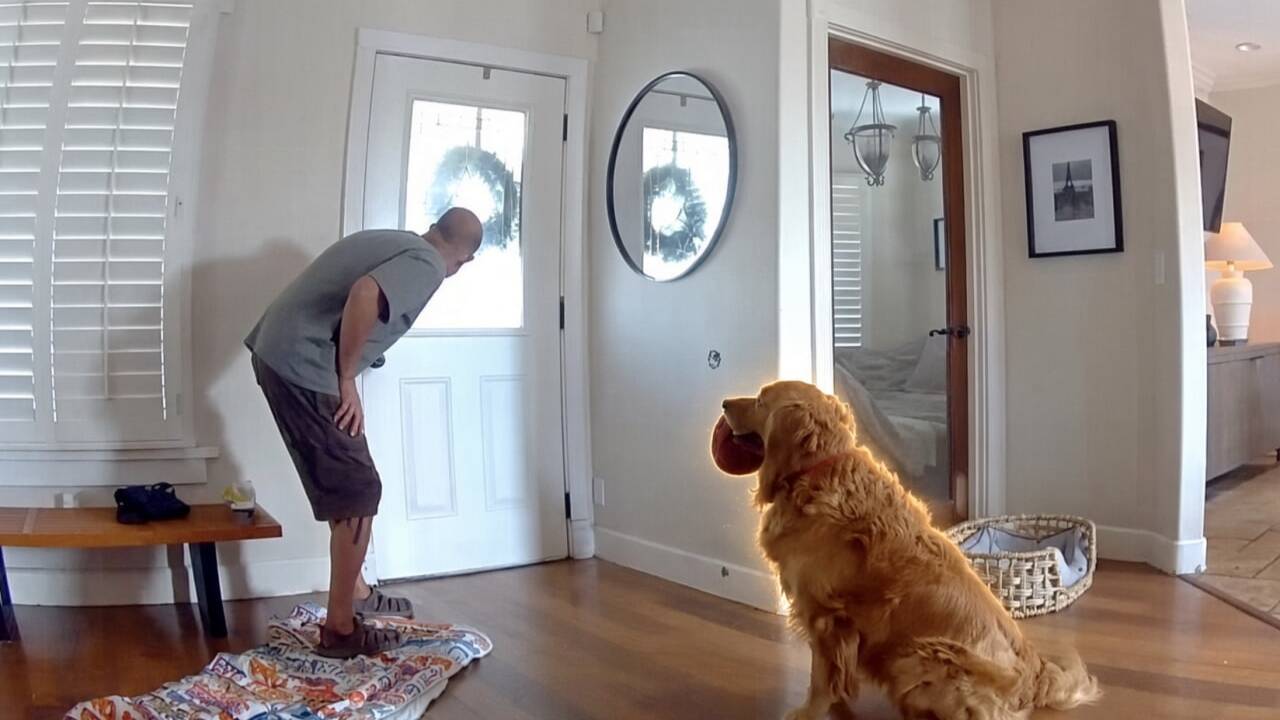 Golden Retriever's Warm Welcome Disarms Home Intruder in Viral Incident