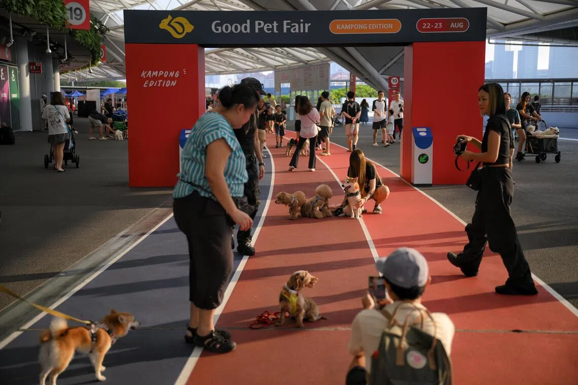 Pet enthusiasts flock to Kallang for two-day animal showcase