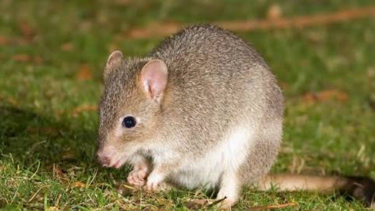 Australia releases endangered bettongs into predator-free sanctuary