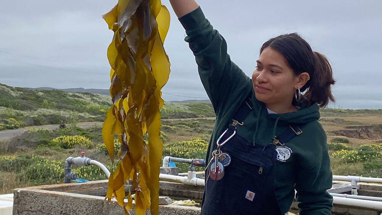 Scientists achieve breakthrough in laboratory kelp cultivation techniques