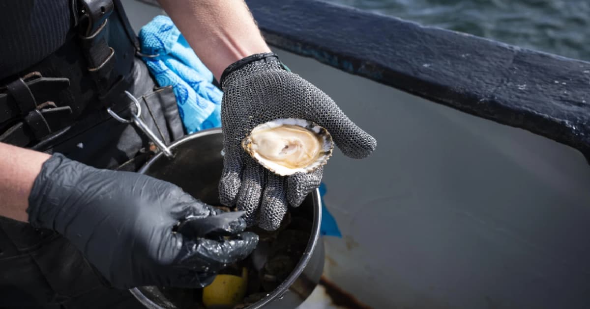 Australian police hunt thieves in USD250,000 oyster heist