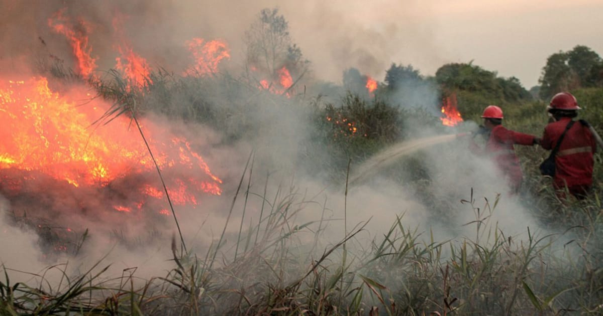 Kebakaran Hutan Indonesia Menunjukkan Tanda Mereda, Dianggarkan Selesai Dua Minggu