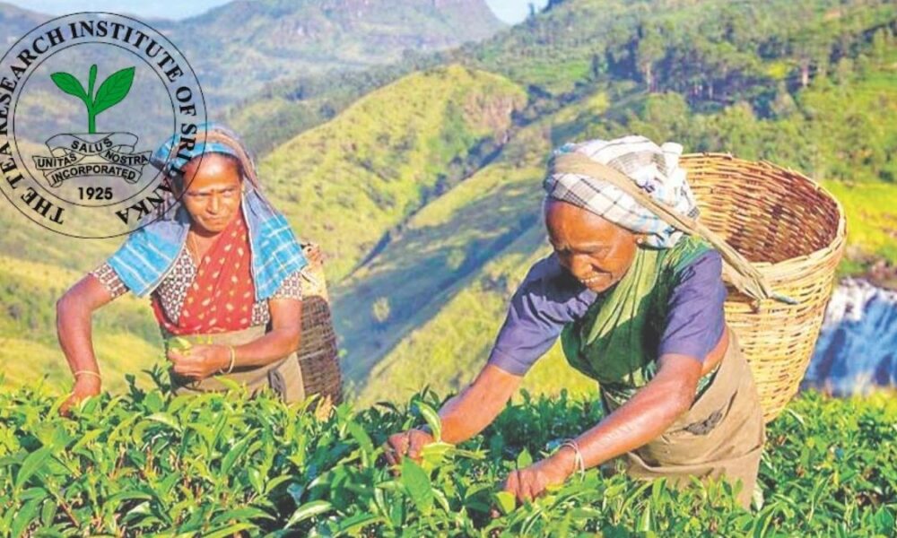 Tea Research Institute alerts to El Niño threat to Sri Lankan tea crop
