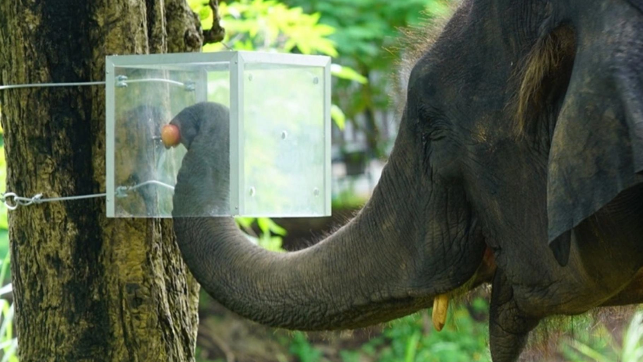 Thai study reveals elephants' remarkable problem-solving abilities with hidden food