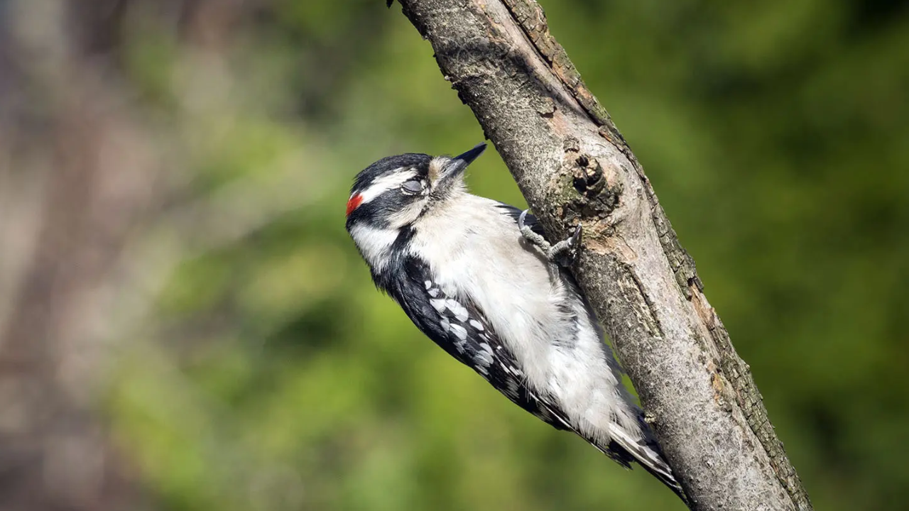 How birds stay safely perched while sleeping in trees