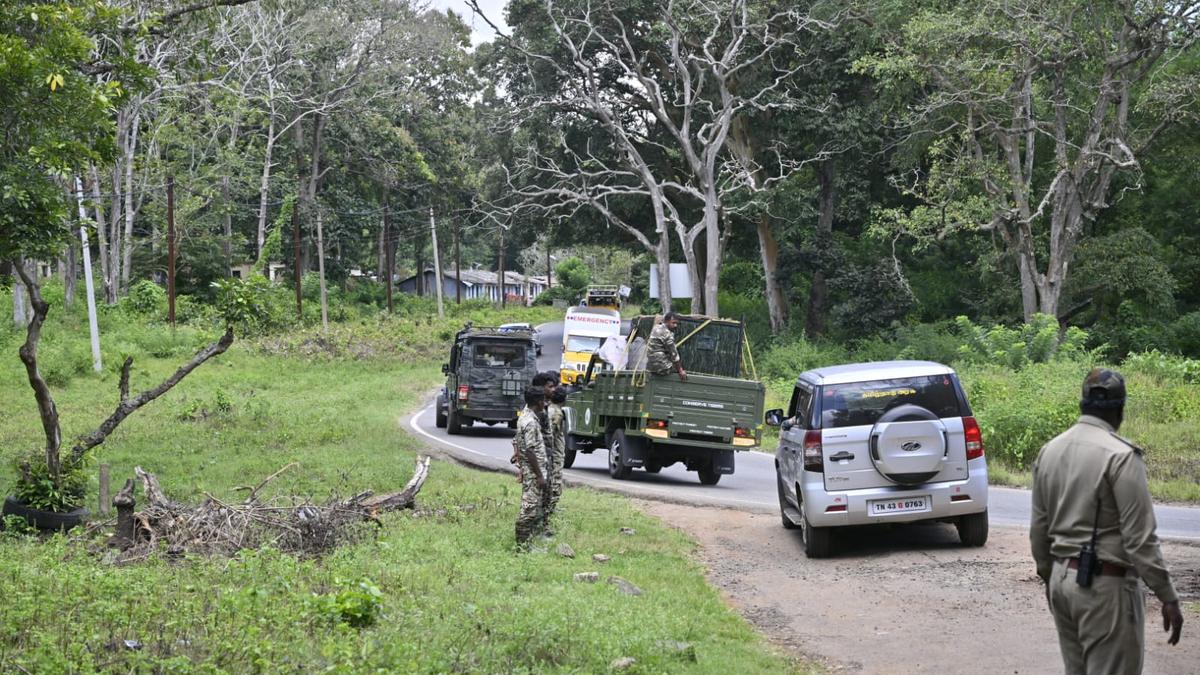 Man-eating tiger captured in Gudalur after killing two villagers
