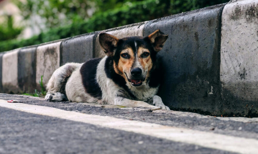 Microchip programme launched to track stray dogs across Homagama