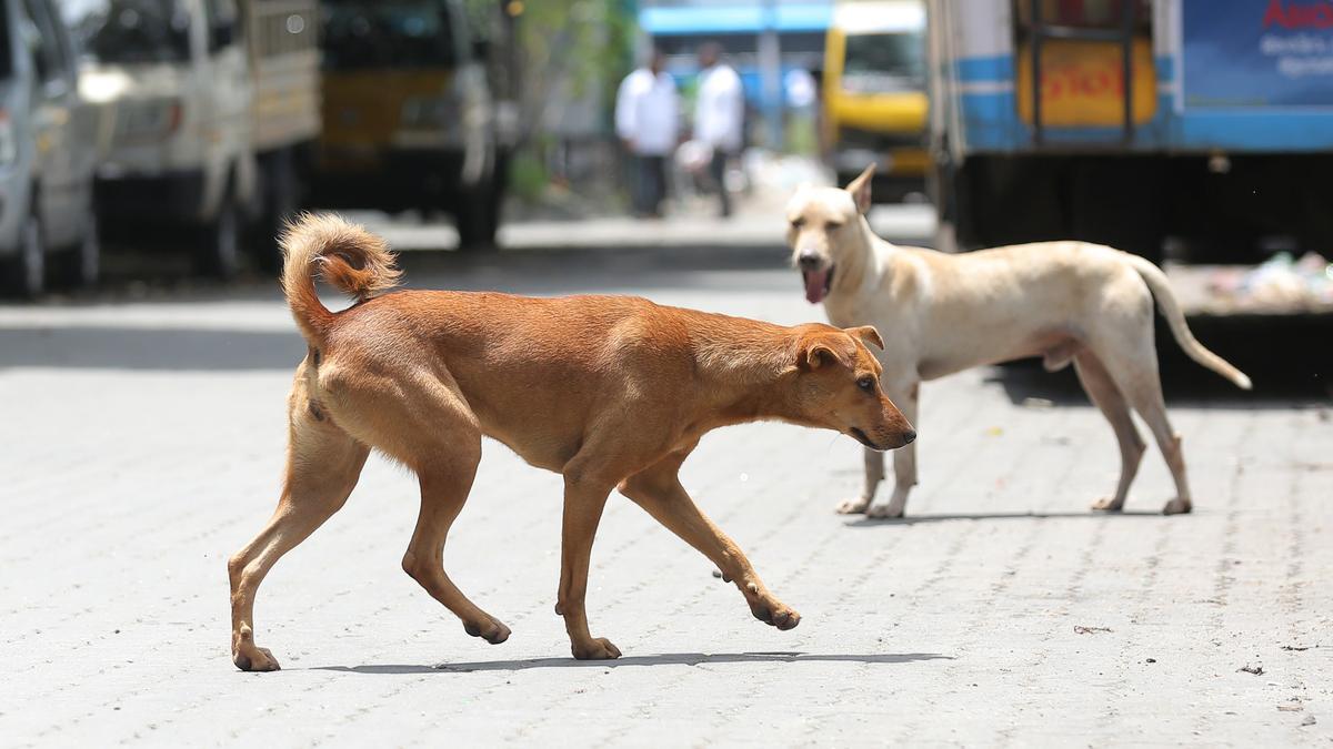 Kochi to Deploy Mobile Dog Sterilisation Units for Equitable Coverage