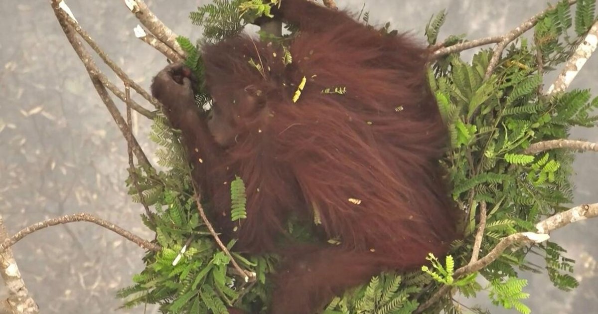 Indonesia releases rescued orangutans into protected forest sanctuary