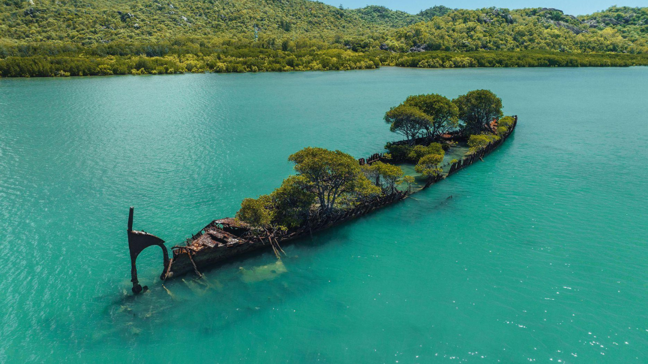 Shipwreck transformed into thriving mangrove ecosystem over 160 years