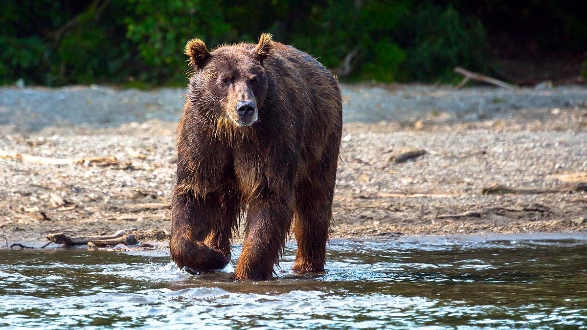 Russia culls 3,500 bears in nine months amid surge in killings