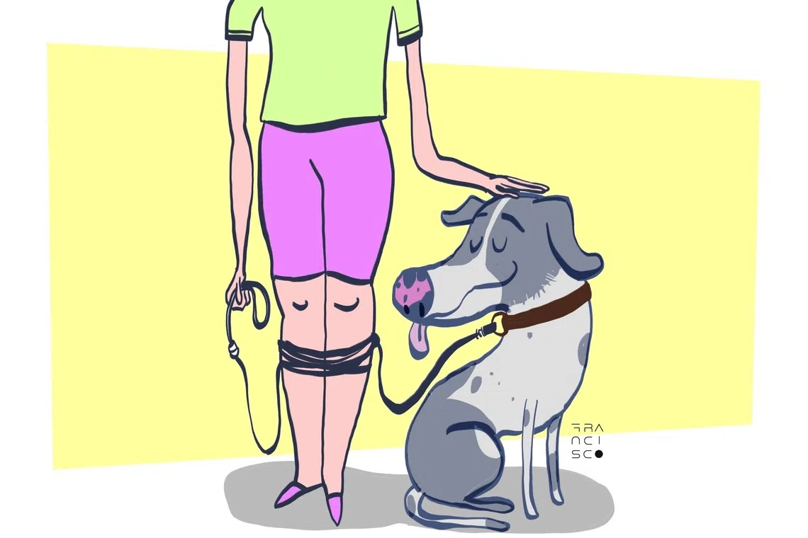 Pet ownership demands significant time and financial investment, survey finds