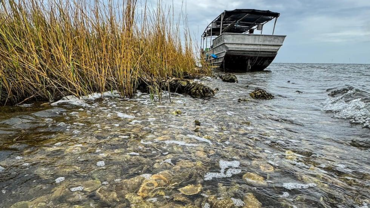 Recycled oyster shells revive reef ecosystem in Louisiana coastal village