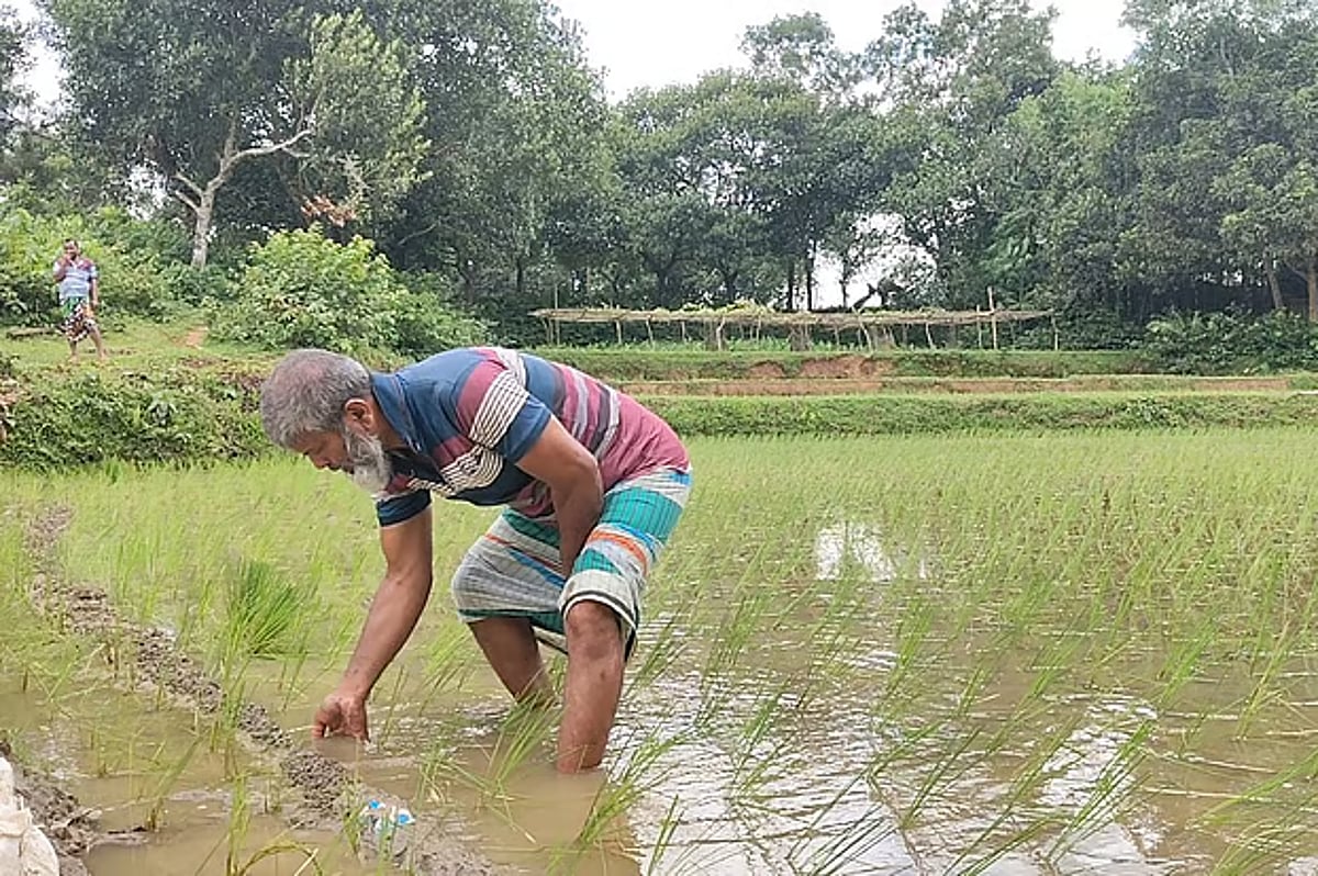 কৃষিজমিতে সৌর বিদ্যুৎ প্রকল্প স্থাপনের পরিকল্পনা সংসদ সদস্যের স্ত্রীর