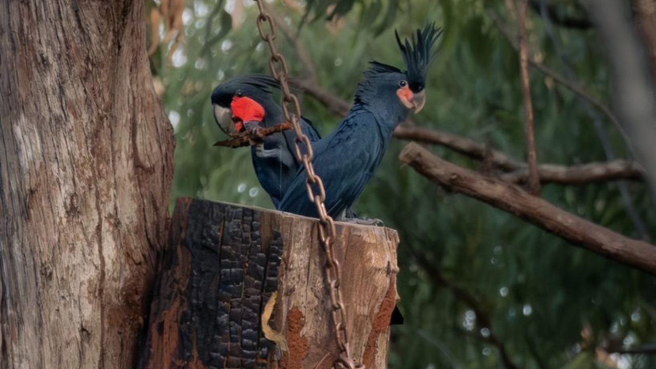 Artificial nests offer hope for Australia's critically endangered palm cockatoos