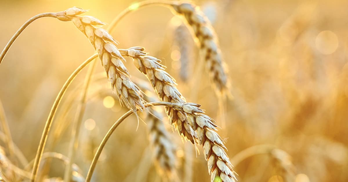 Krisis Bekalan Makanan Global: Panas Ekstrem dan Konflik Ancam Pengeluaran