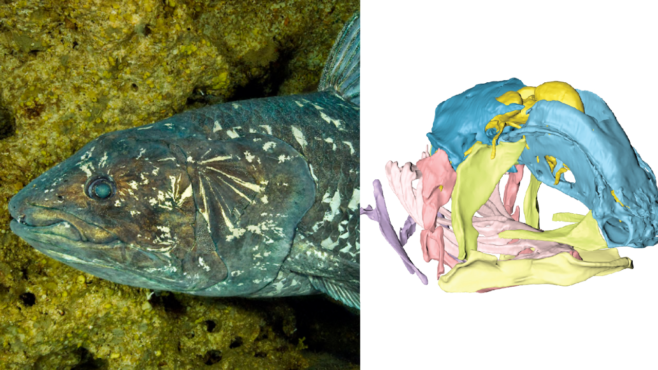 Scientists unlock secrets of coelacanth's unusual skull growth mechanism