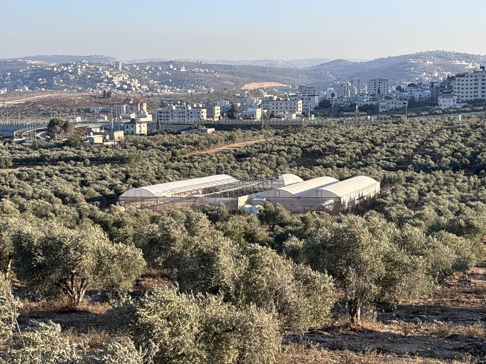West Bank farmers rebuild amid recurring settler attacks on crops