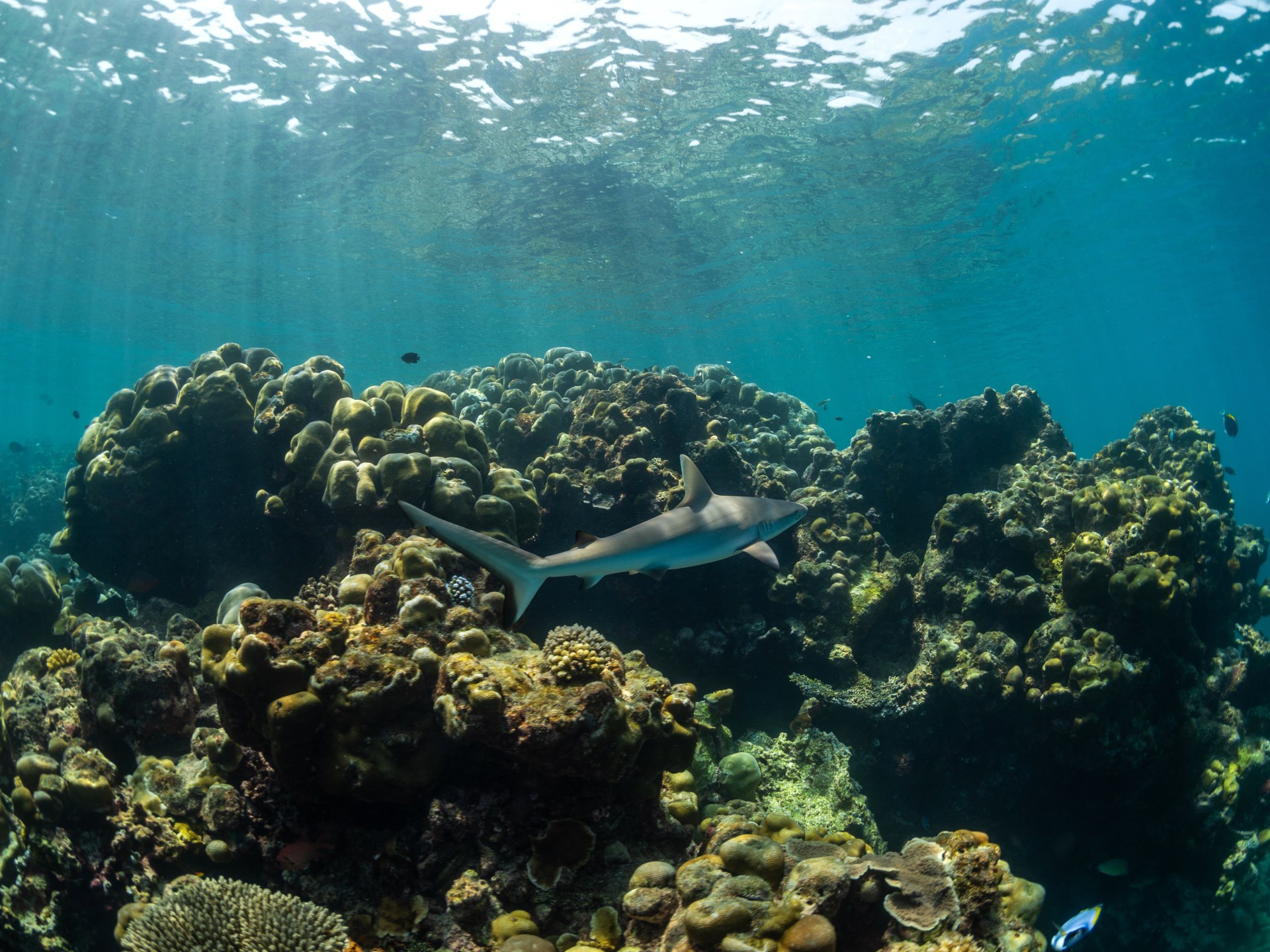 Coral reefs face existential threat from warming oceans, experts caution