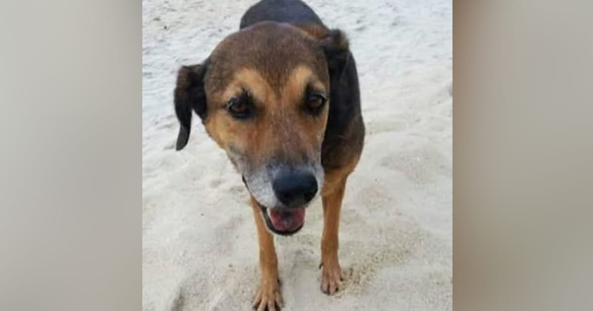 Mahkamah tolak rayuan pemilik anjing mati tangkap MBPP di Batu Feringghi
