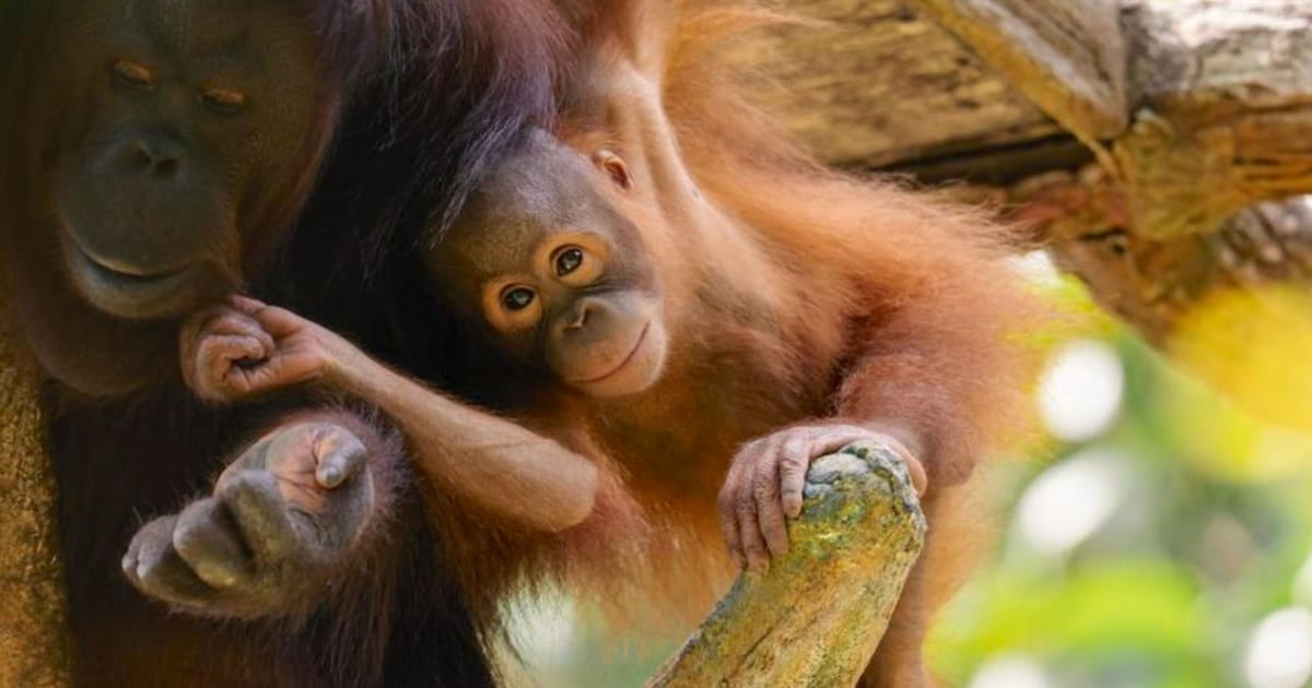 Bukit Merah's orangutan colony offers hope for species survival