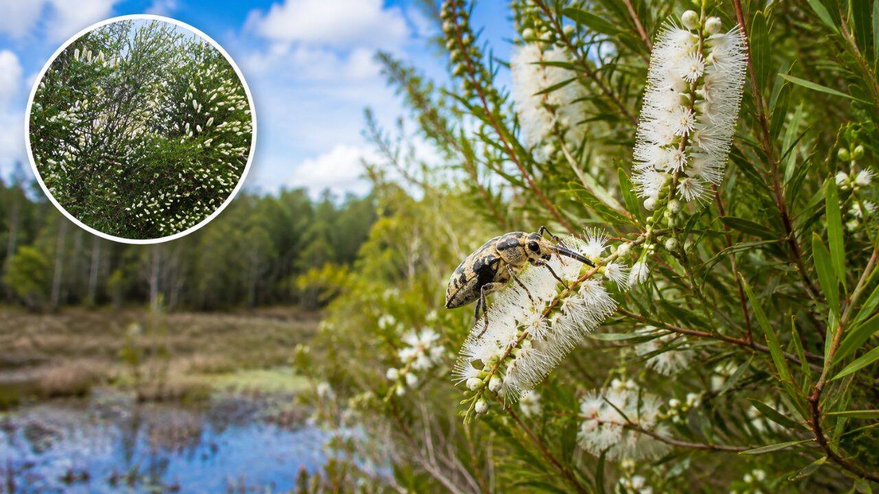 Biological control backfires: Released insects slash invasive tree populations
