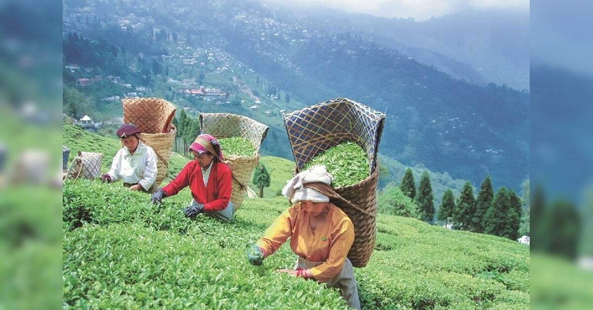 दार्जिलिंग और दुआर्स-तराई की चाय उद्योग को बचाने के लिए पश्चिम बंगाल से नीति सुधार की मांग