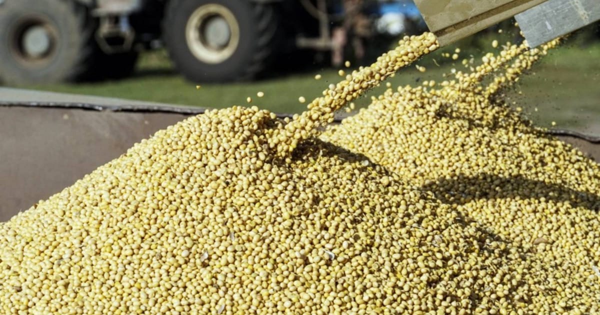 Softer Chinese soybean demand clouds outlook for US shipments