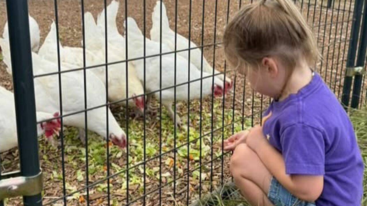 Texas animal sanctuary grows from two rescued goats to 95-acre refuge