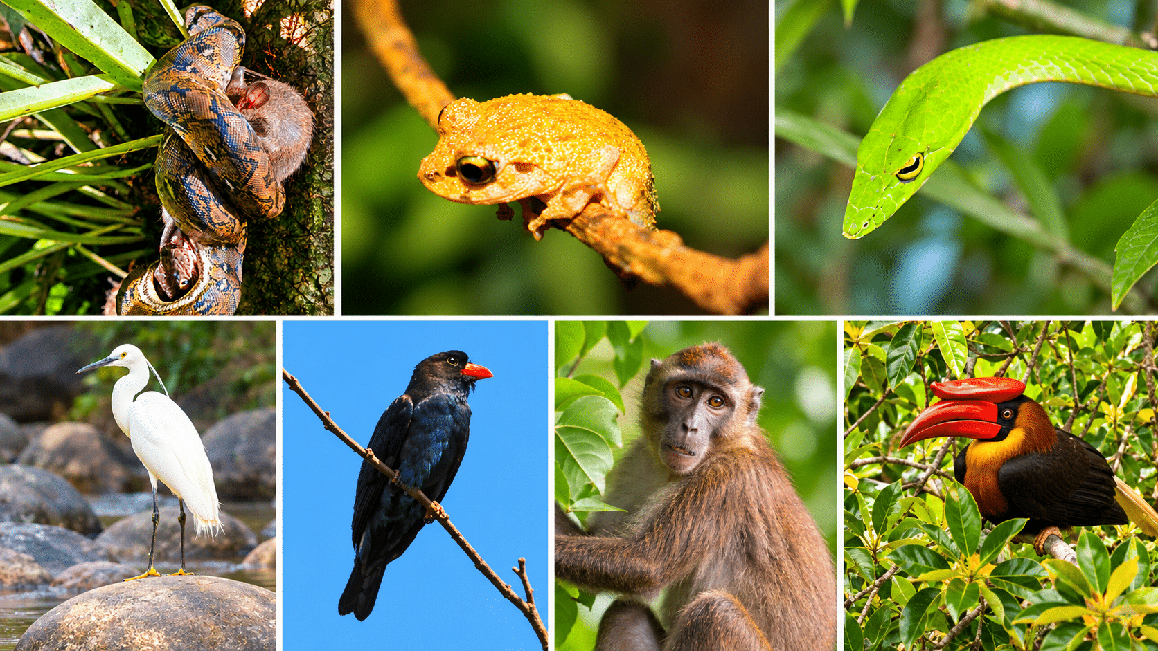 Rare kingfisher species spotted in Bicol Natural Park