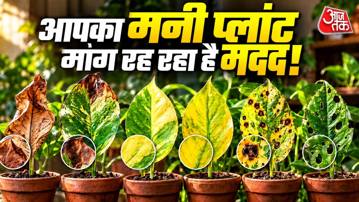 Reading Money Plant Leaf Signals: A Guide to Plant Health