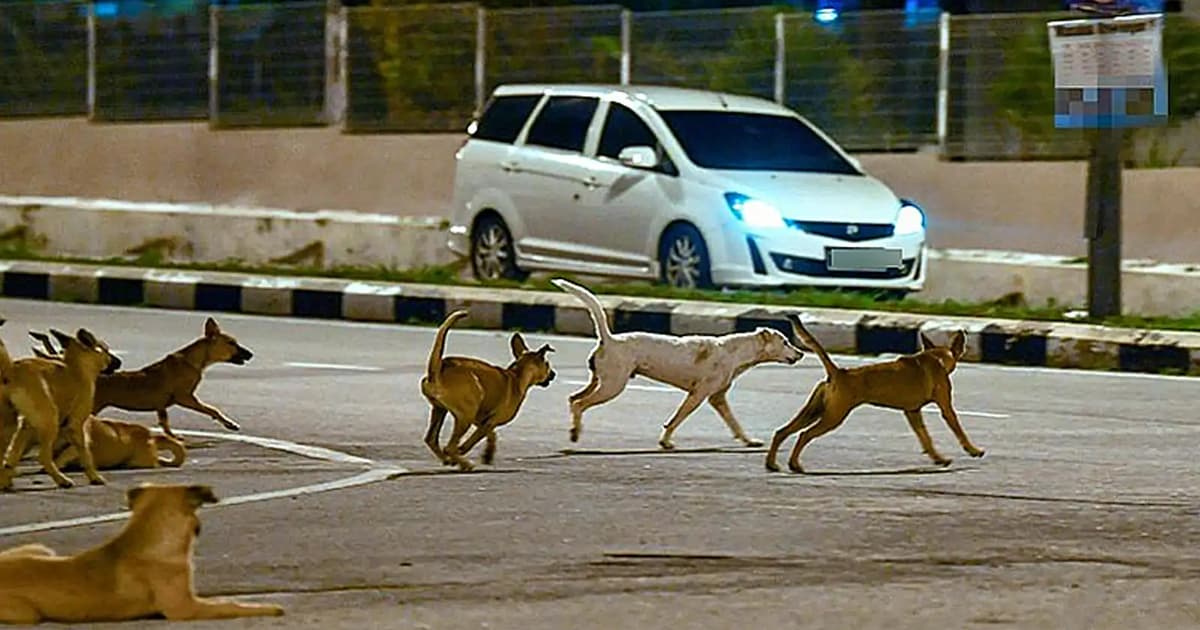 Krisis Anjing Liar Akibat Pengurusan Kerajaan Gagal, Kata Aktivis