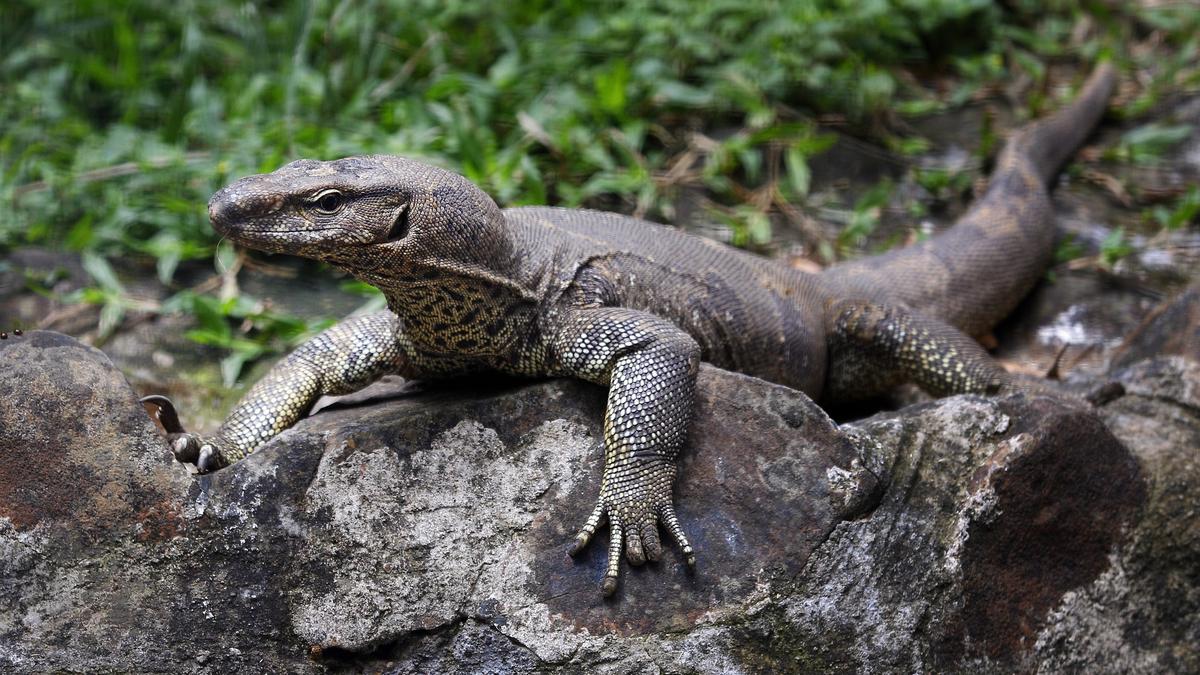Four arrested over alleged animal cruelty against Bengal monitor lizard in Maharashtra