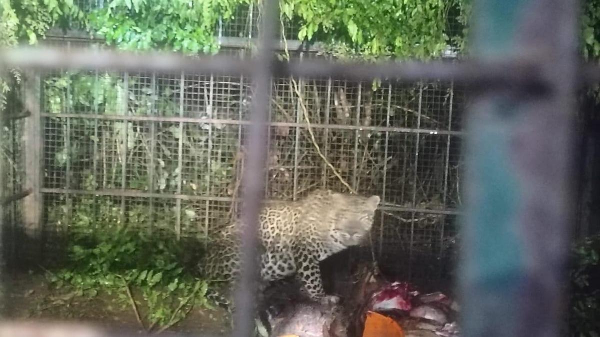 Leopard accidentally trapped in tiger cage, released safely into forest