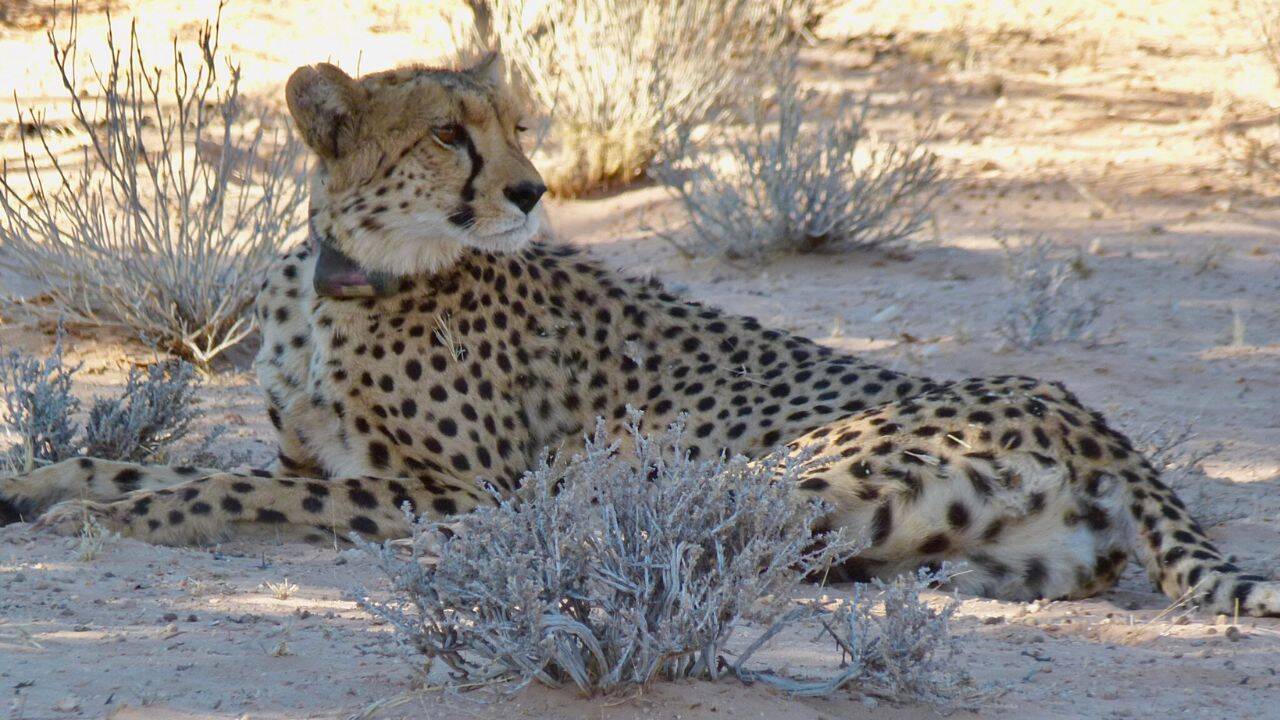 Cheetahs make triumphant return to Zambian wildlife reserve