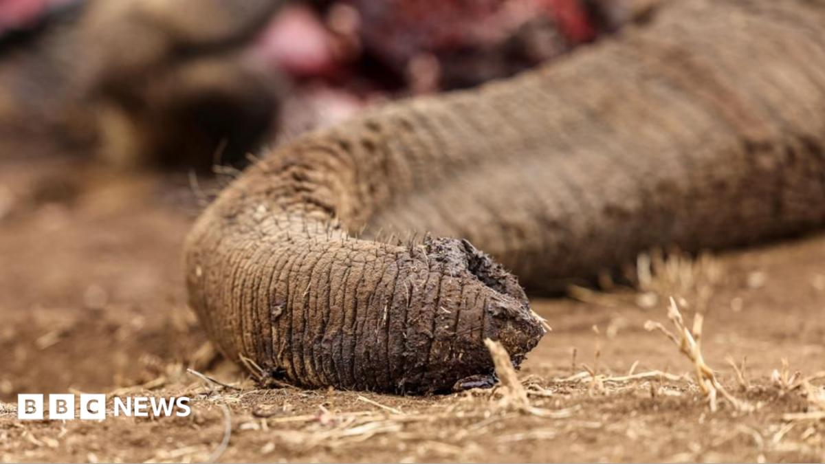 Four held in Kenya over suspected poisoning deaths of elephants