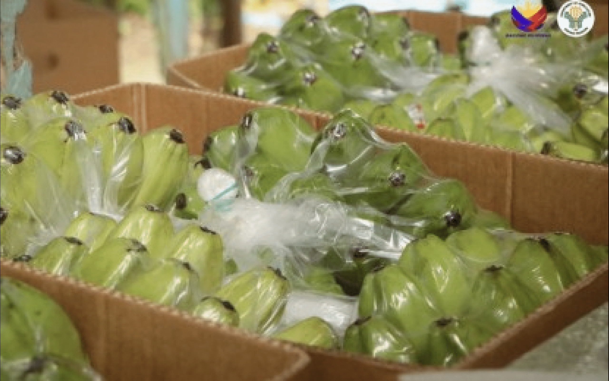 Philippine Saba bananas secure export deals to Hong Kong, New Zealand
