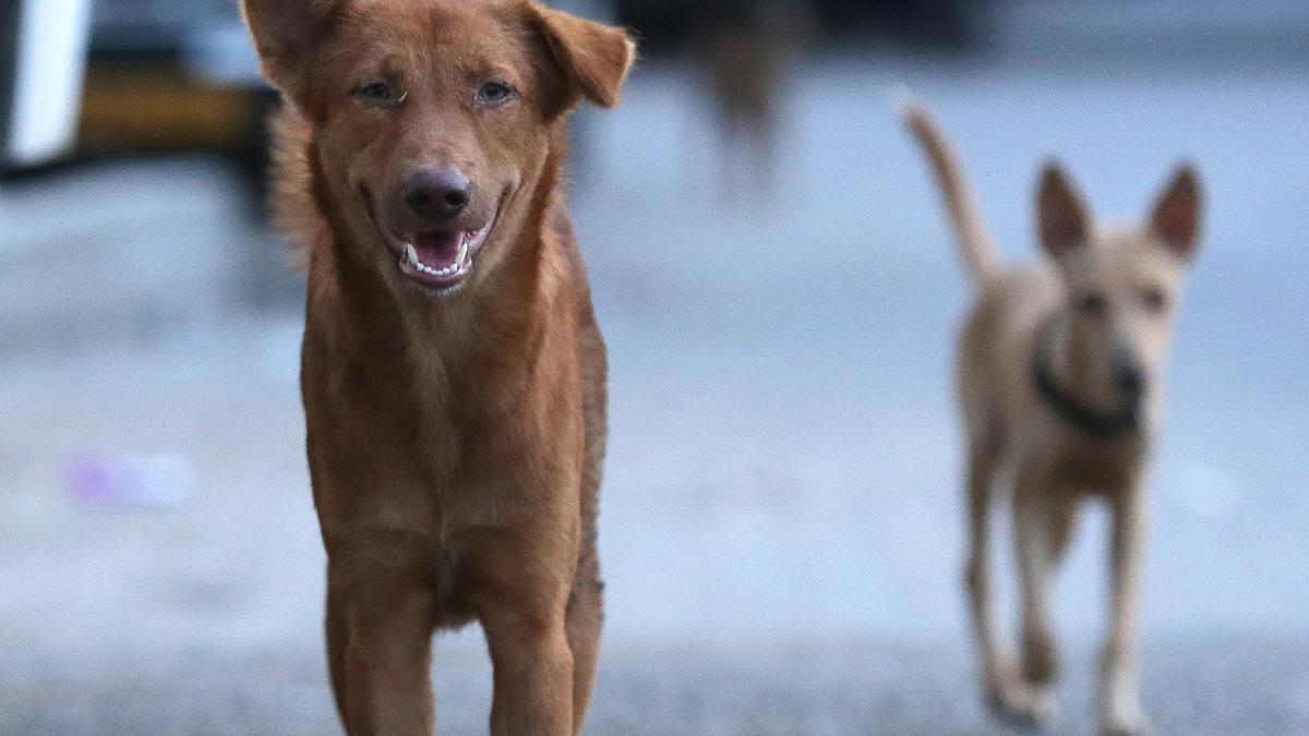 Kerala's Ernakulam district to accelerate dog sterilisation drive