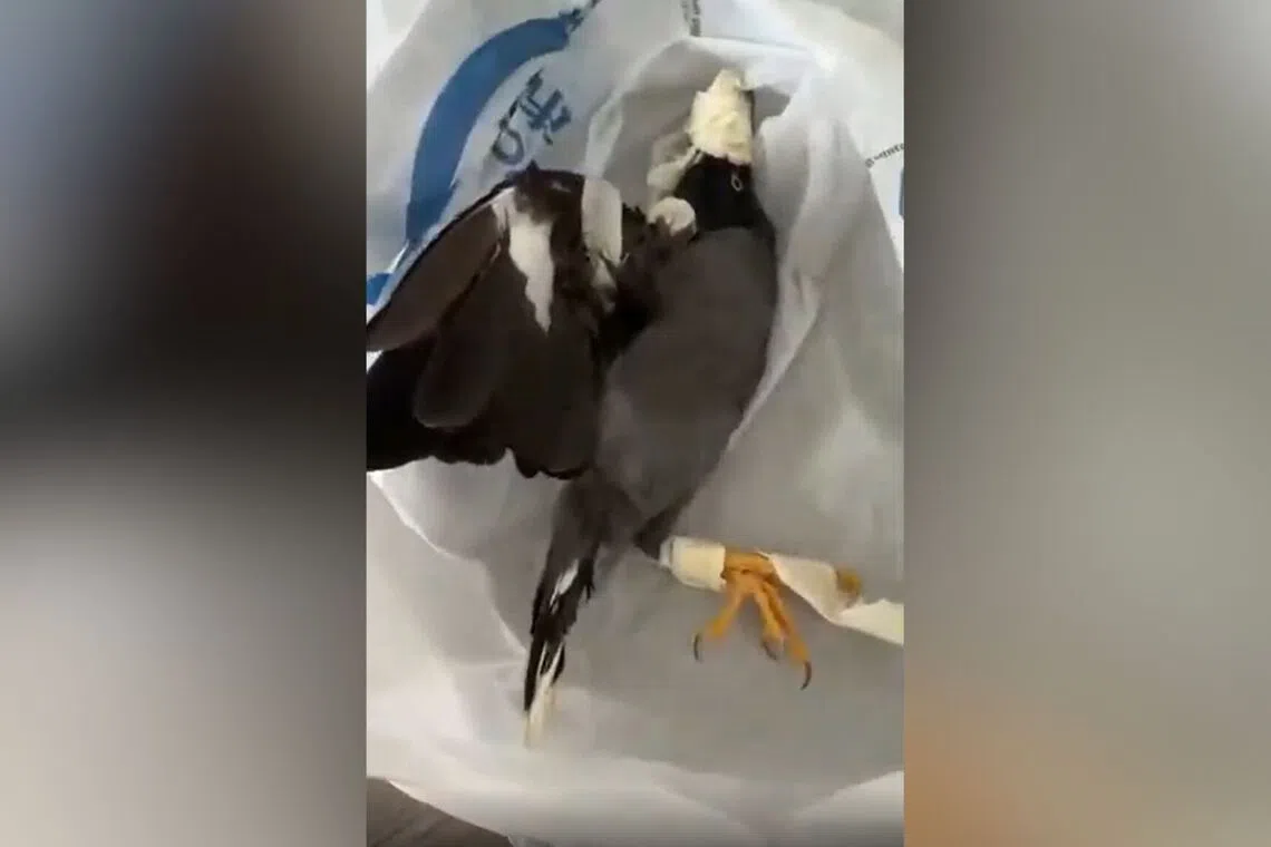 Animal welfare group condemns viral videos of restrained bird